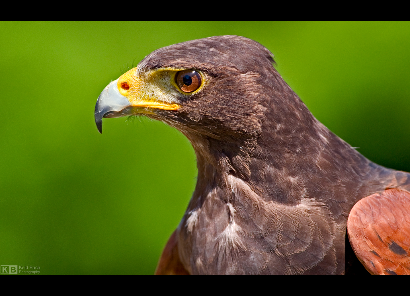 Harris' Hawk Profile by KeldBach