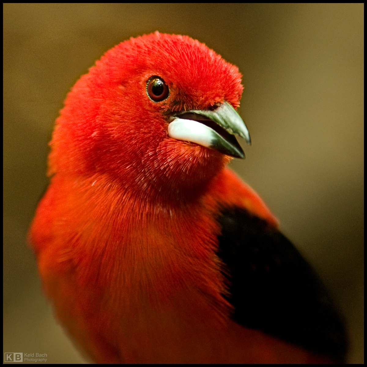 Brazilian Tanager