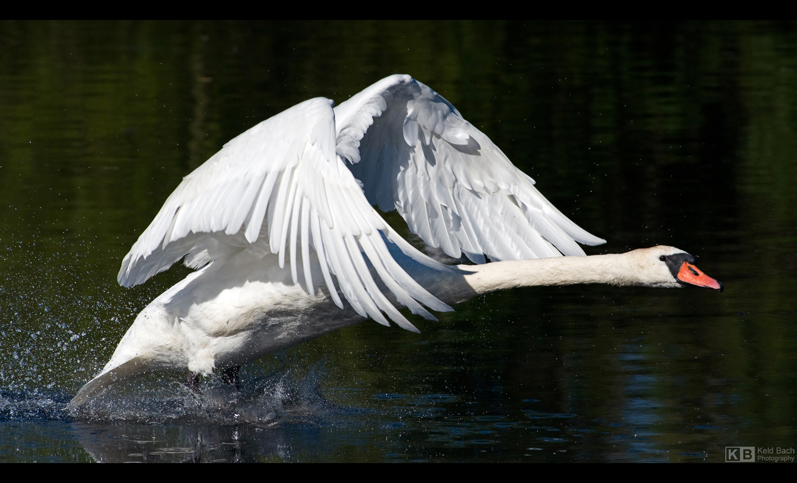 Gone Water Skiing