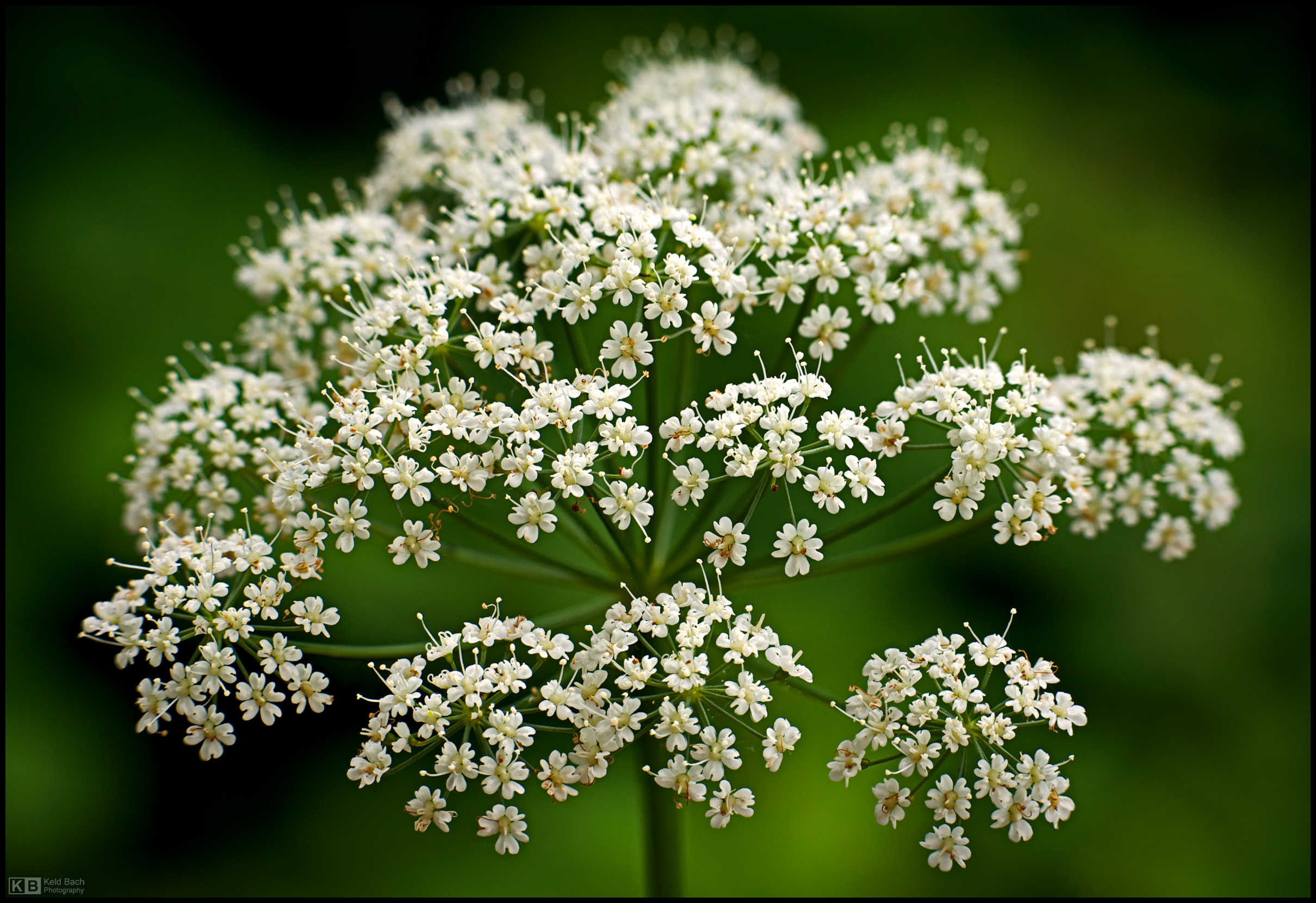 Blooming Bishop's Weed