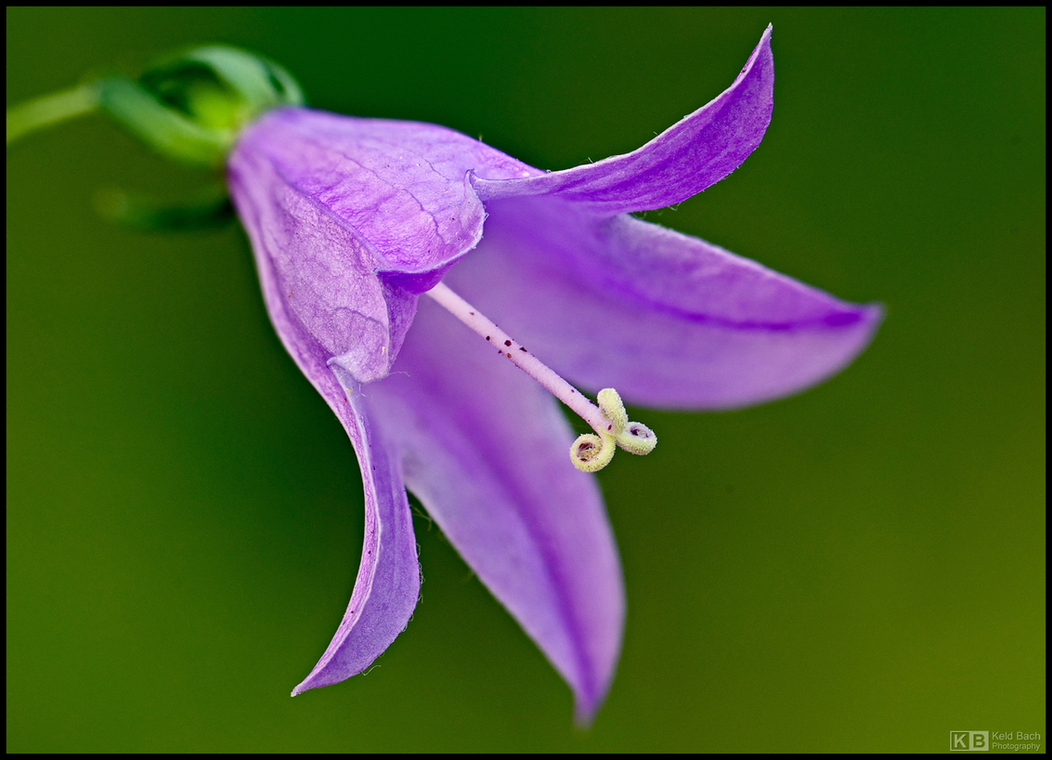 Creeping Bellflower Up Close