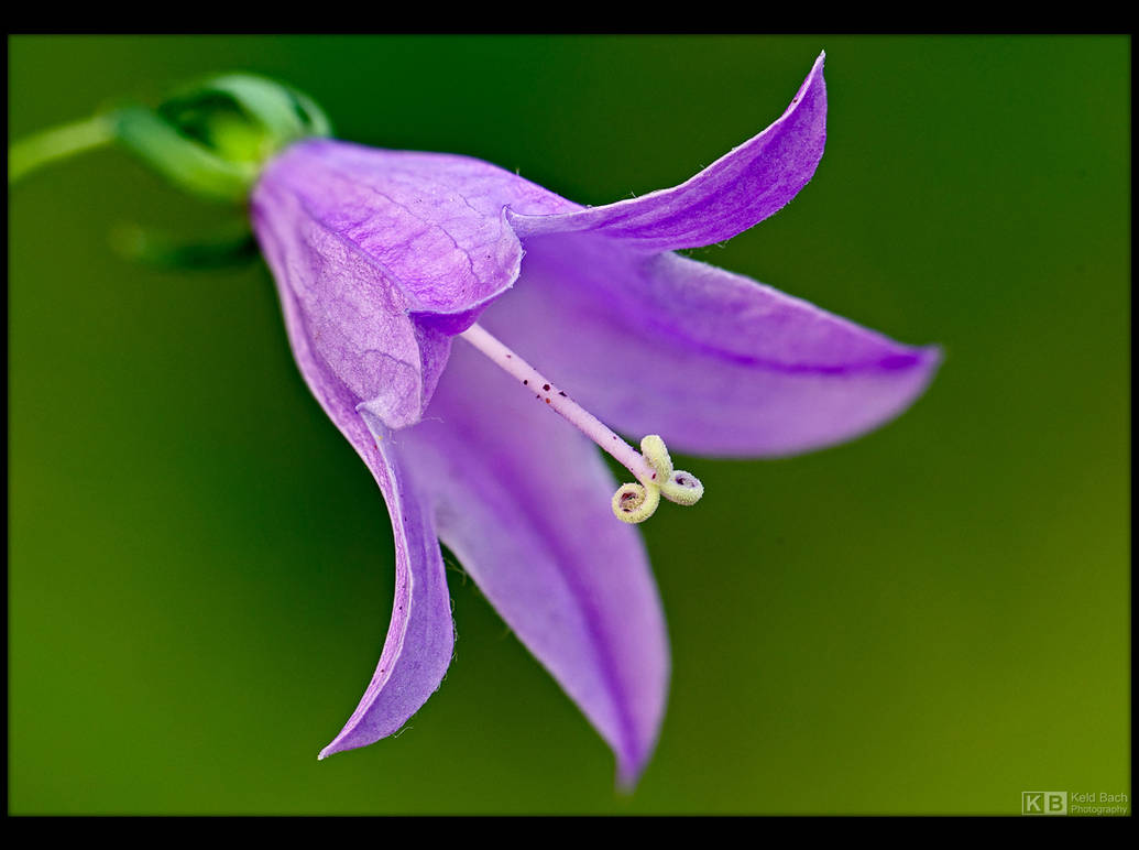 Spreading Bellflower Up Close by KeldBach