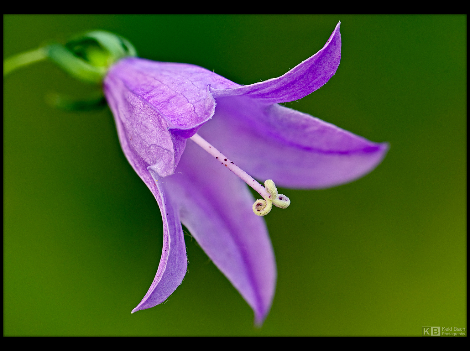 Spreading Bellflower Up Close by KeldBach