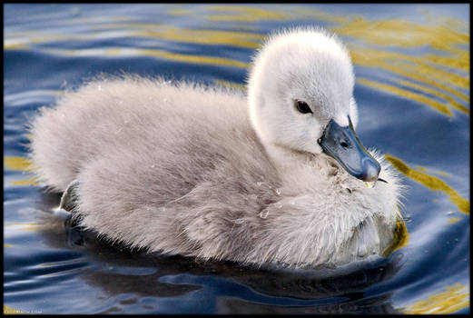 Cygnet Up Close