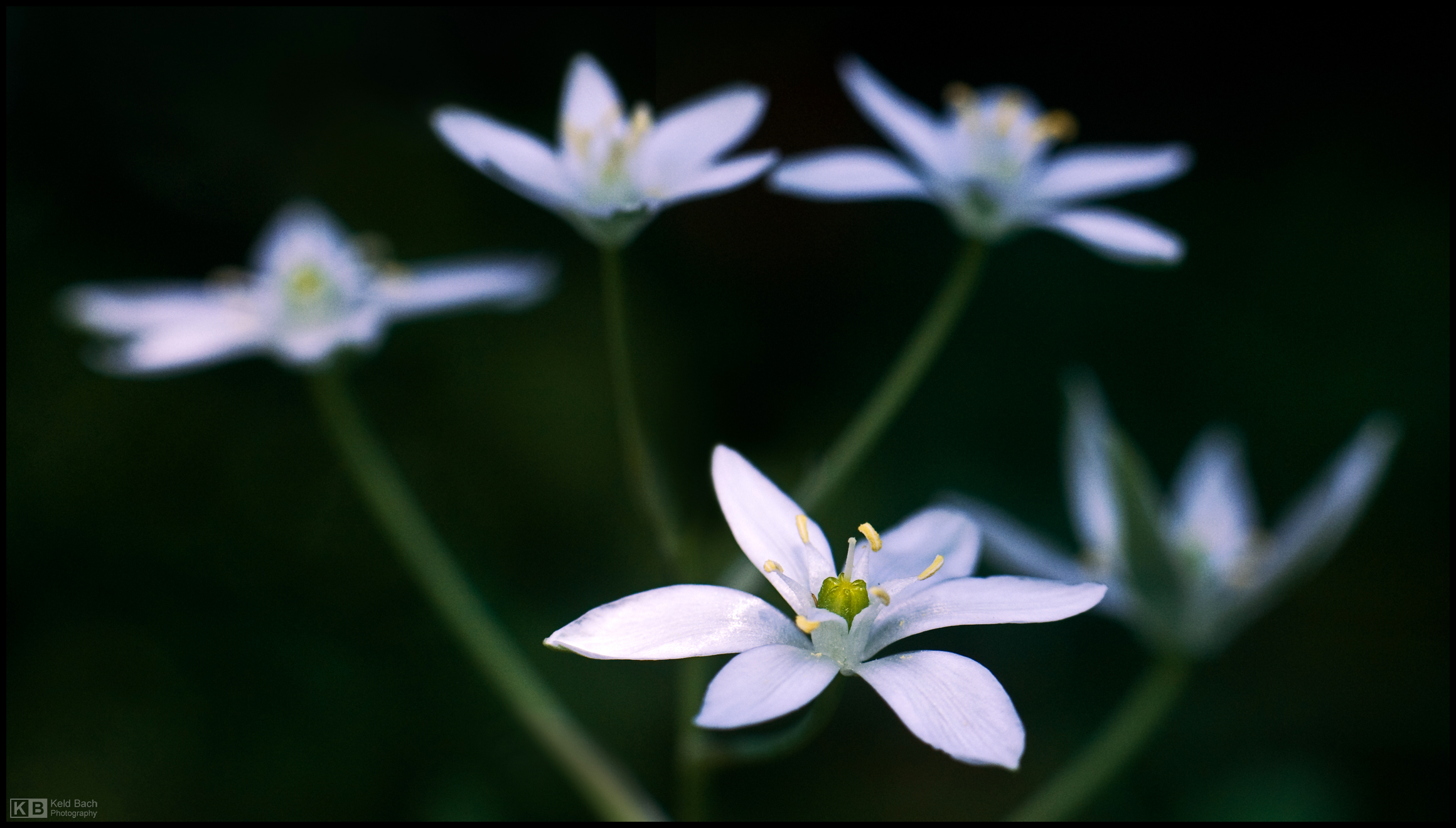 Blooming Grass Lilies