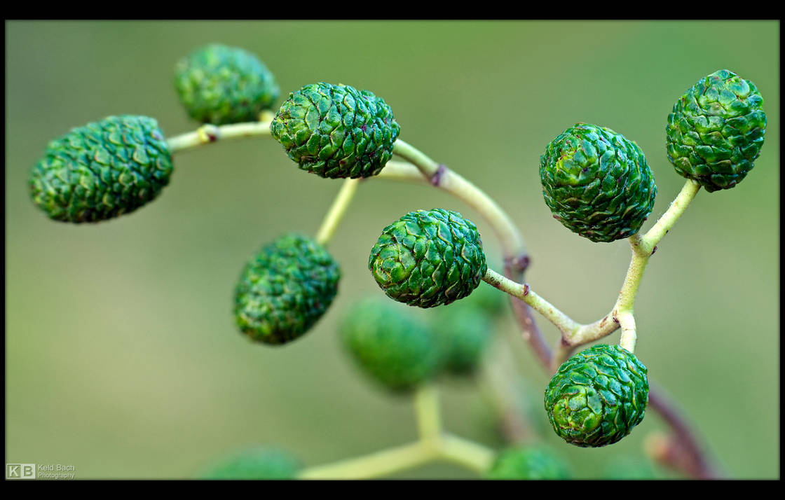 Alder Fruits by KeldBach