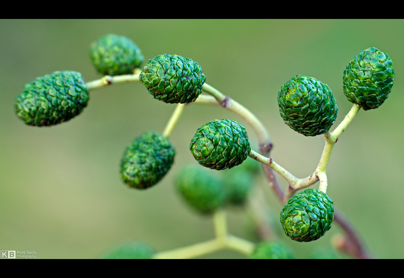 Alder Fruits by KeldBach