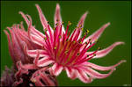 Crazy Flower by KeldBach