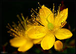 Hypericum Revisited by KeldBach