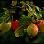 Wet Apples