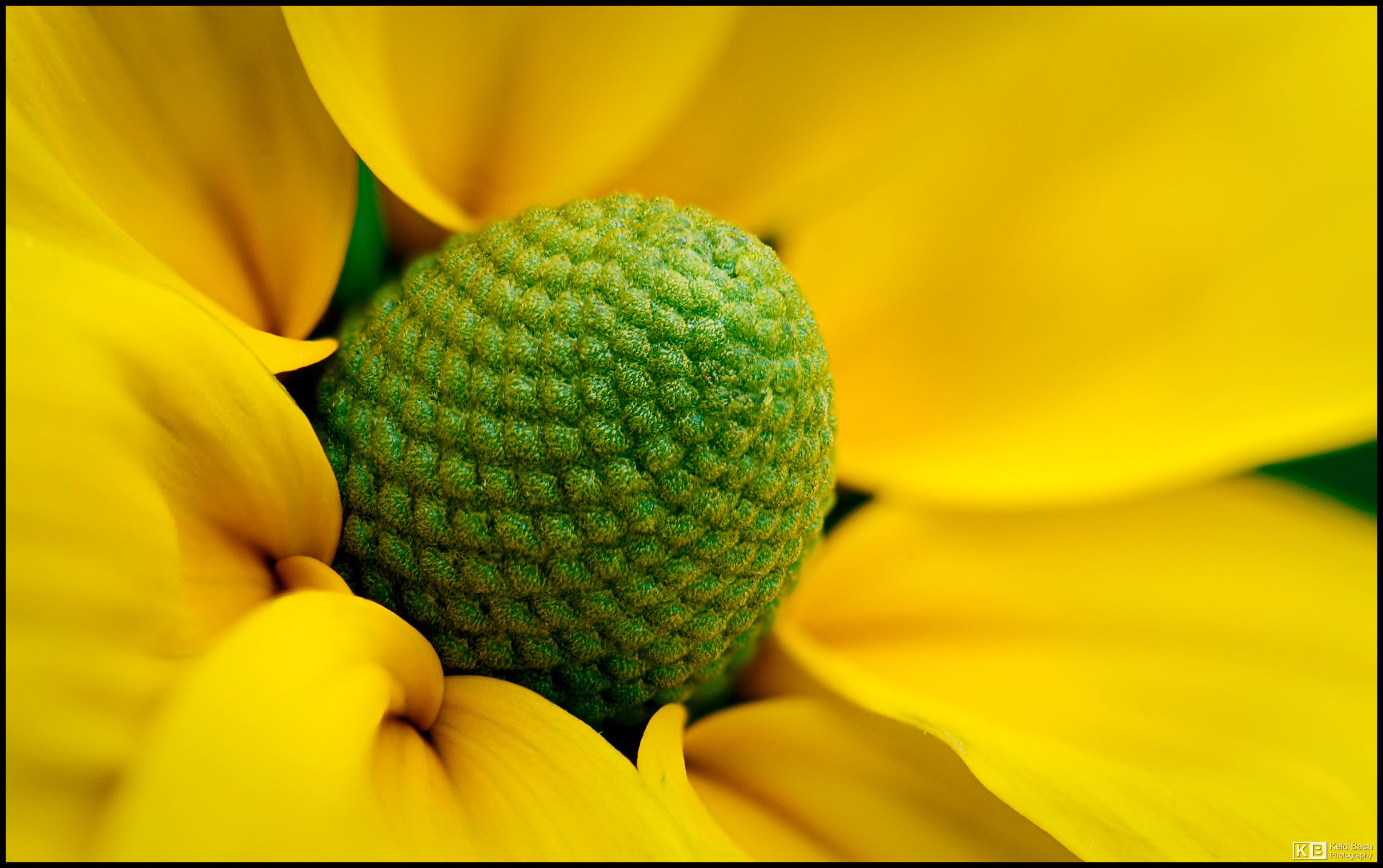 Green Cone