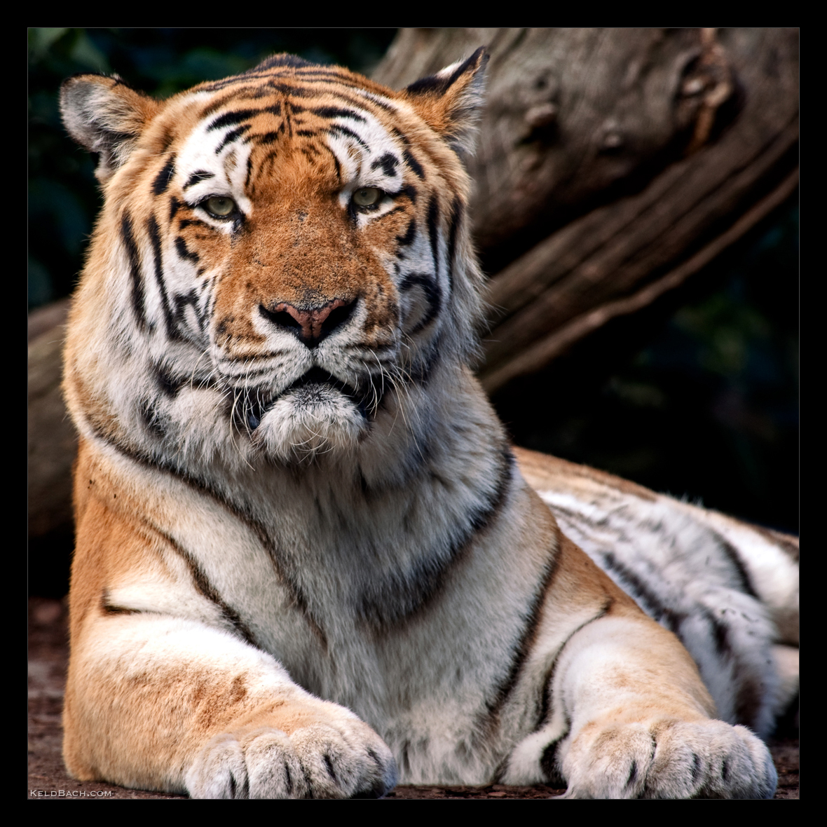 Staring Contest by KeldBach