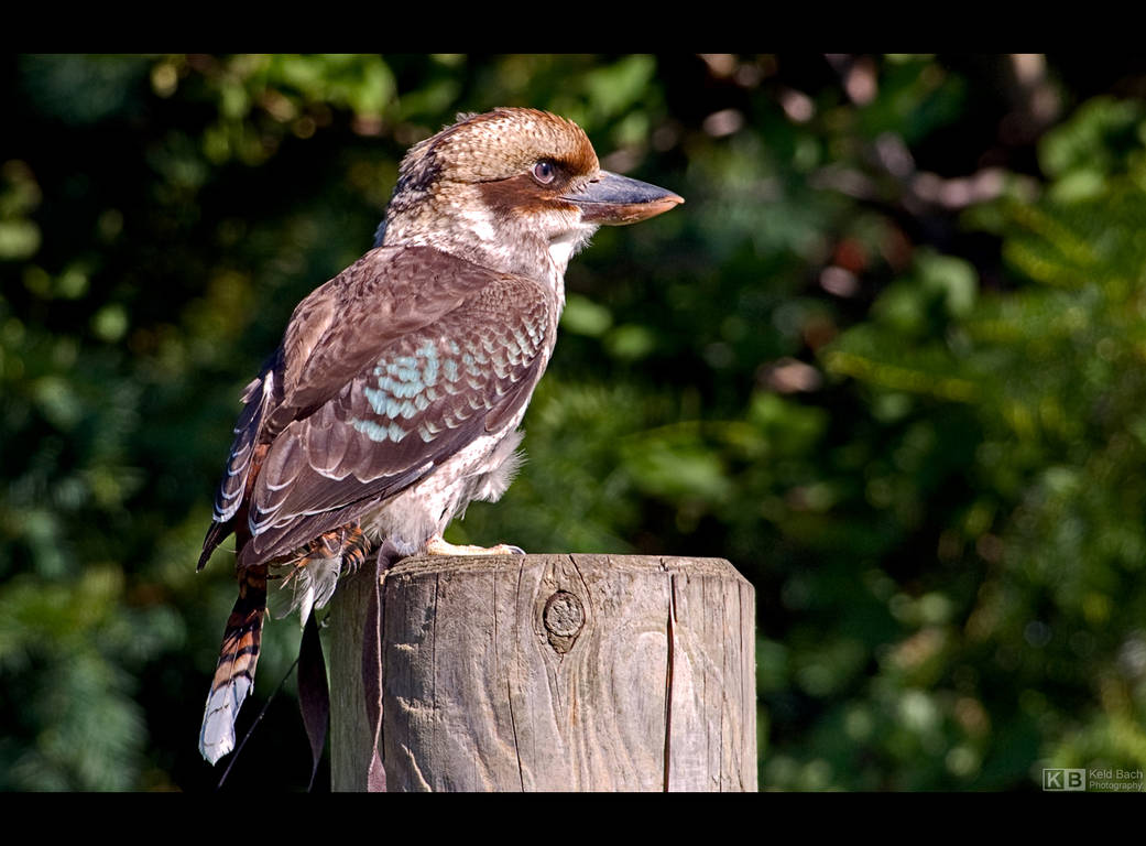 Laughing Kookaburra by KeldBach