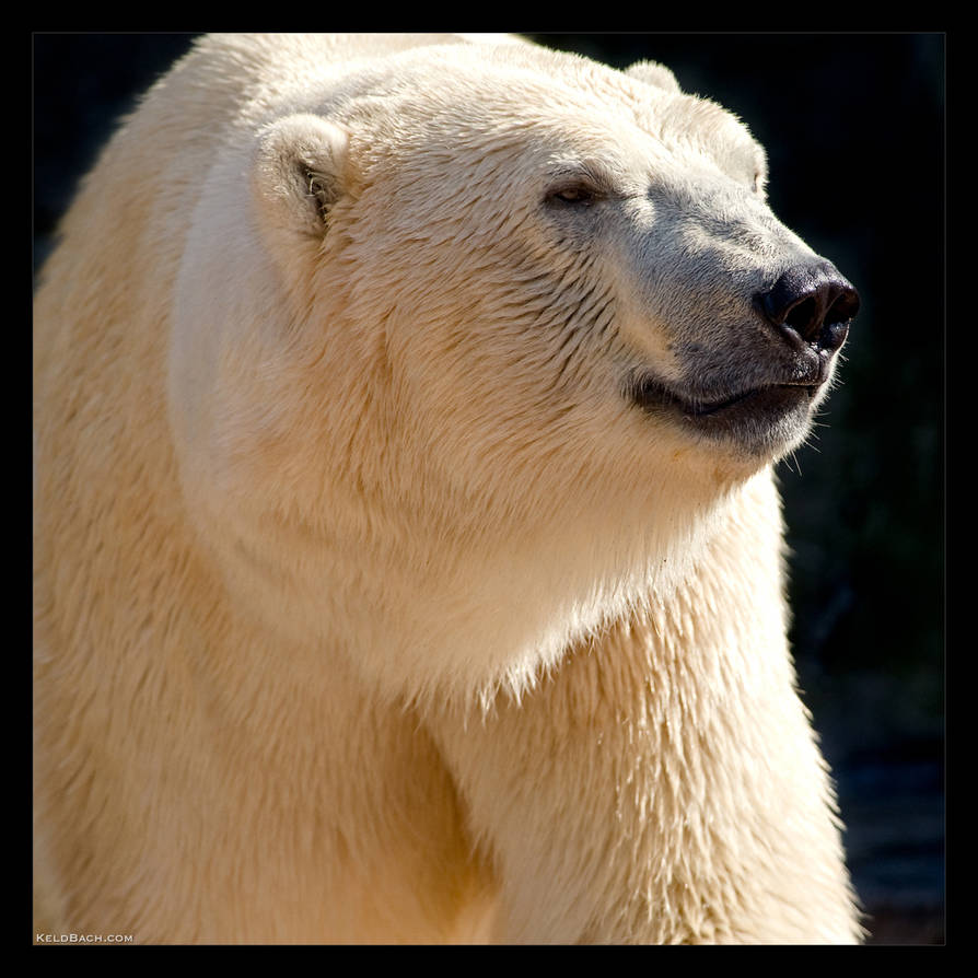 Big Guy by KeldBach