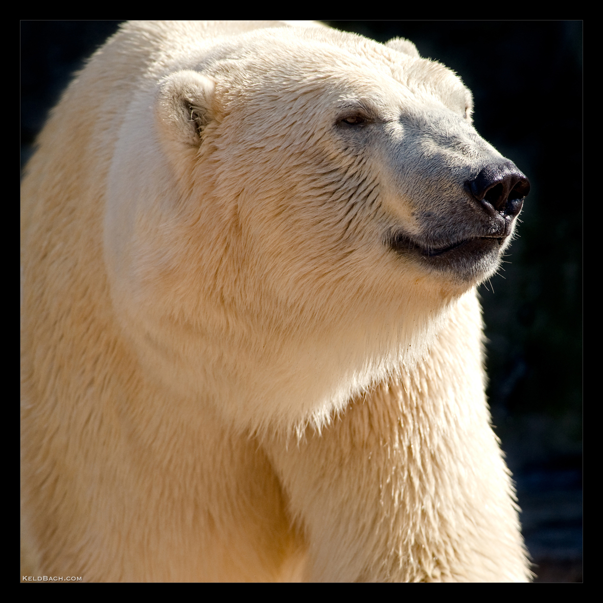 Big Guy by KeldBach