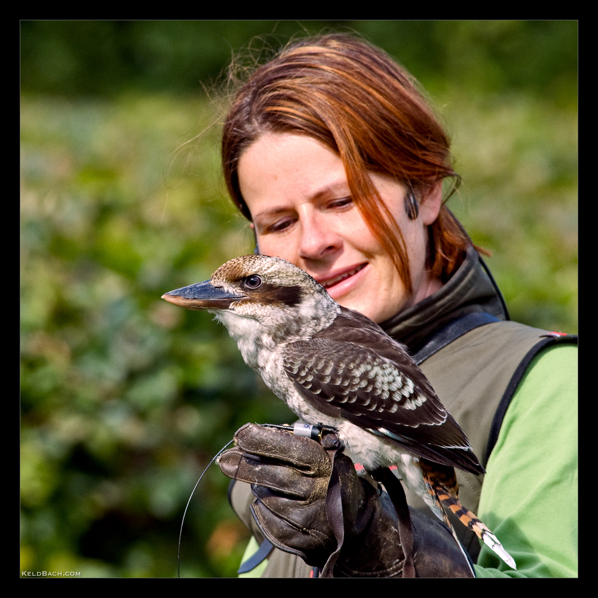Falconer's Favourite by KeldBach