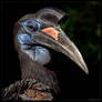 Ground-Hornbill Portrait
