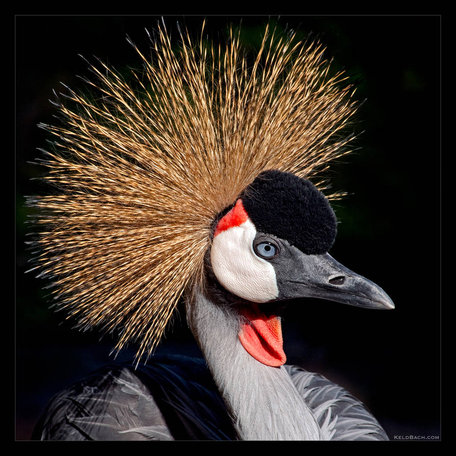 Grey Crowned Crane by KeldBach