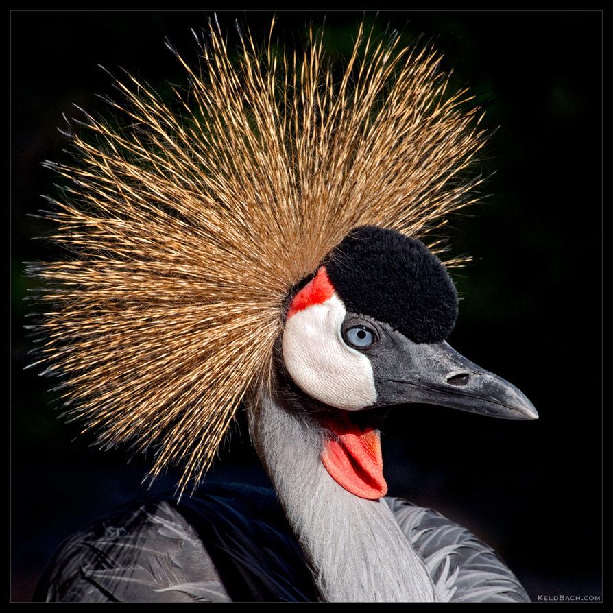 Grey Crowned Crane