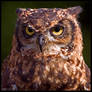 Eagle Owl Portrait