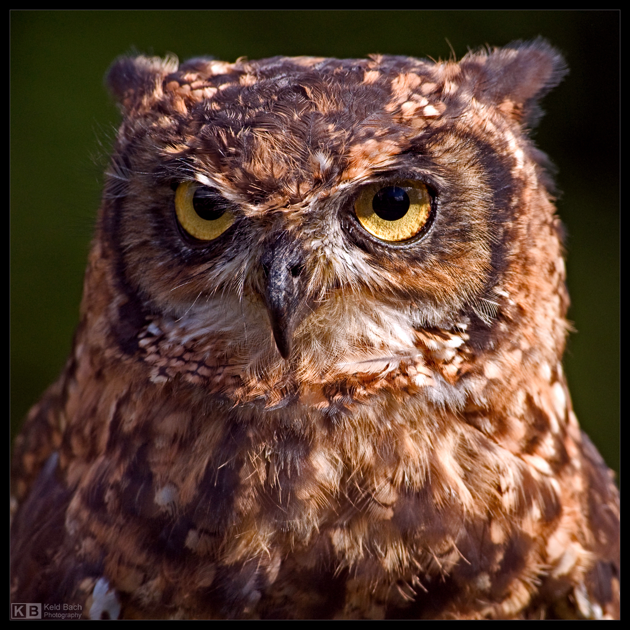 Eagle Owl Portrait