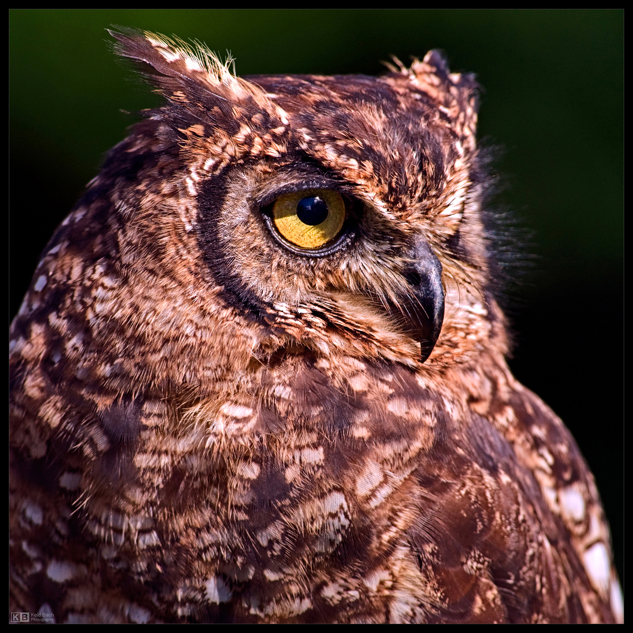 Eagle Owl Profile