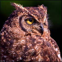 Eagle Owl Profile by KeldBach