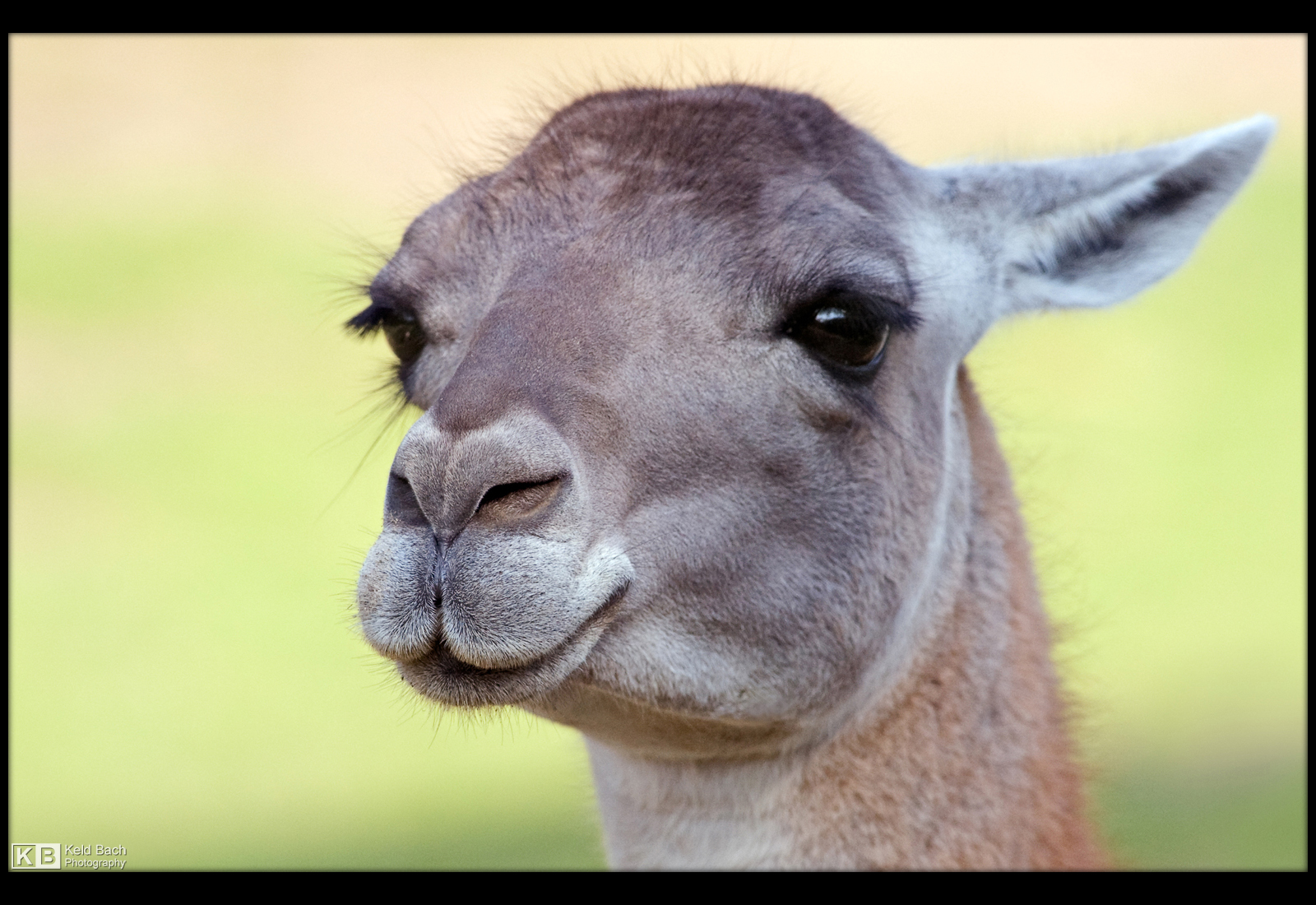 Lovely Llama by KeldBach