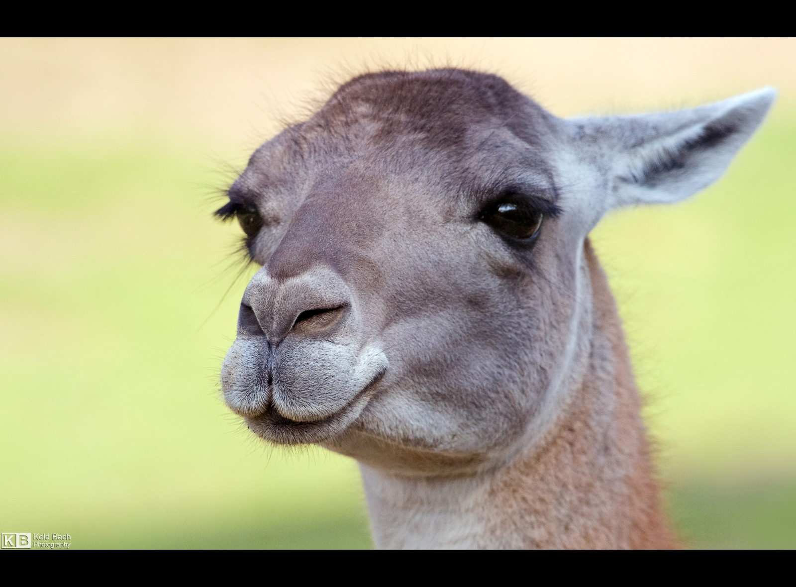 Lovely Llama by KeldBach