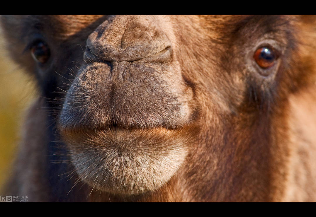 Gimme a Kiss! by KeldBach