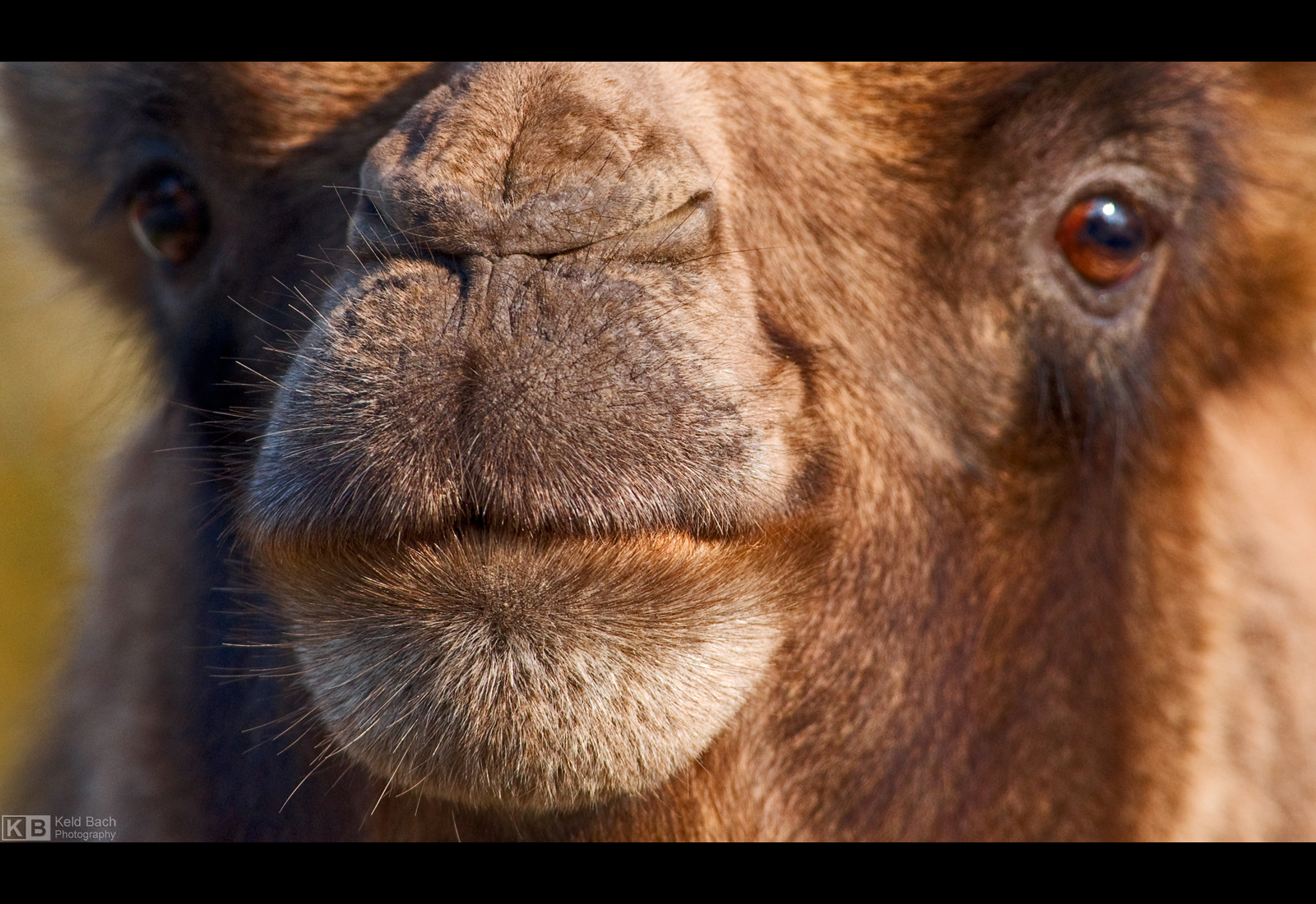 Gimme a Kiss! by KeldBach