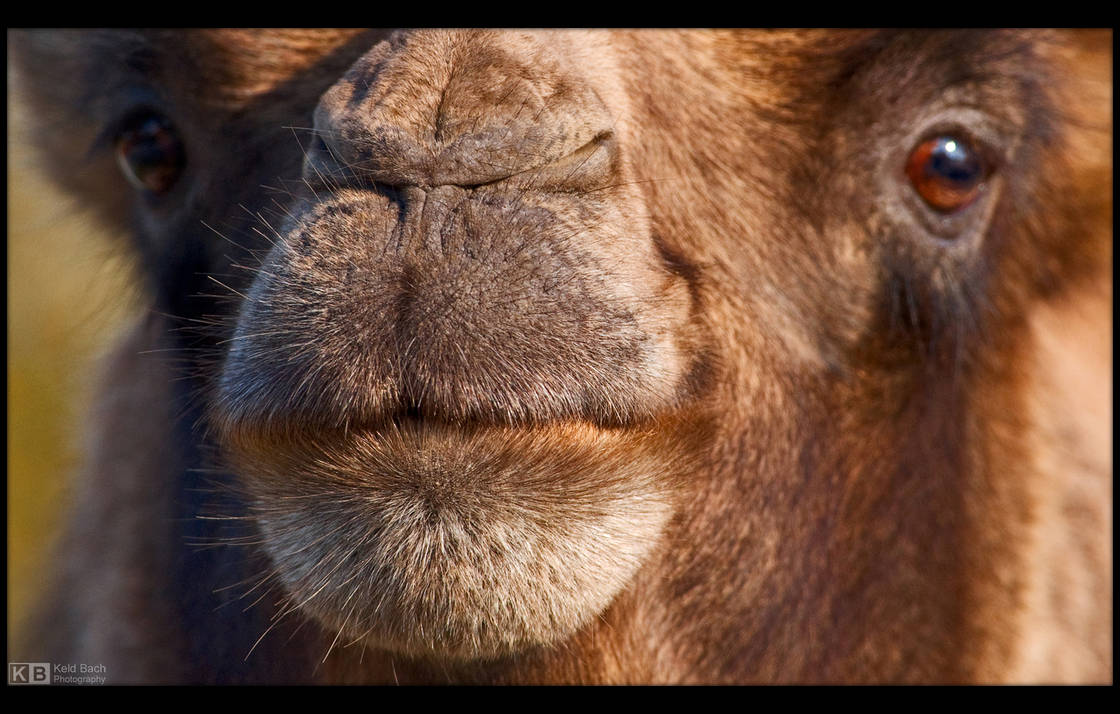 Gimme a Kiss! by KeldBach
