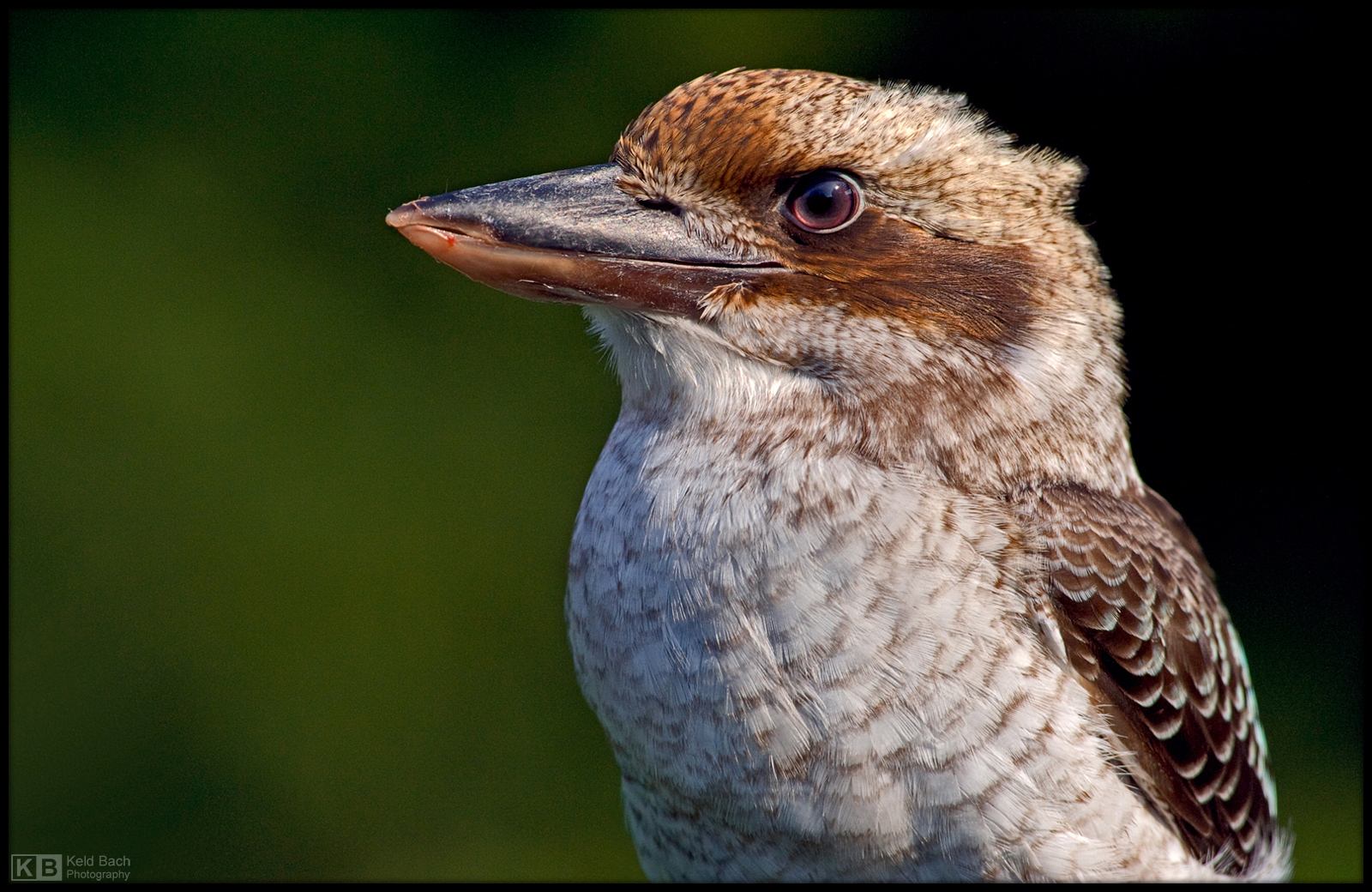 Kookaburra Profile