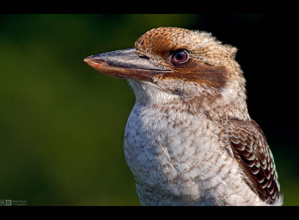 Kookaburra Profile by KeldBach