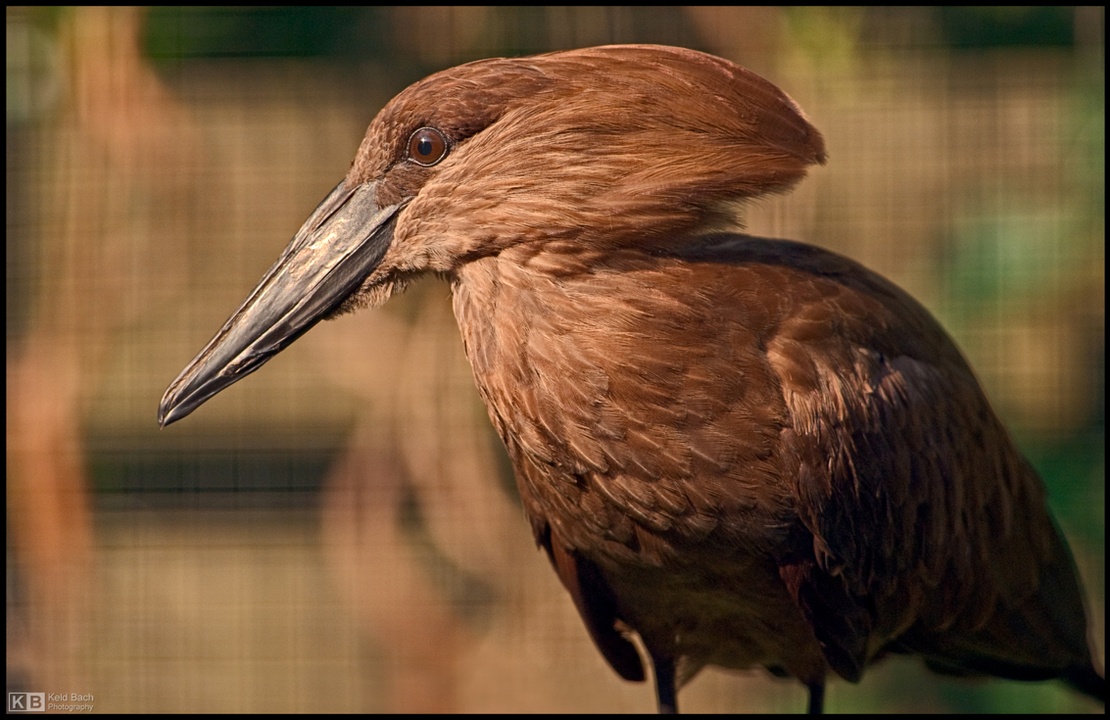 Hamerkop Profile