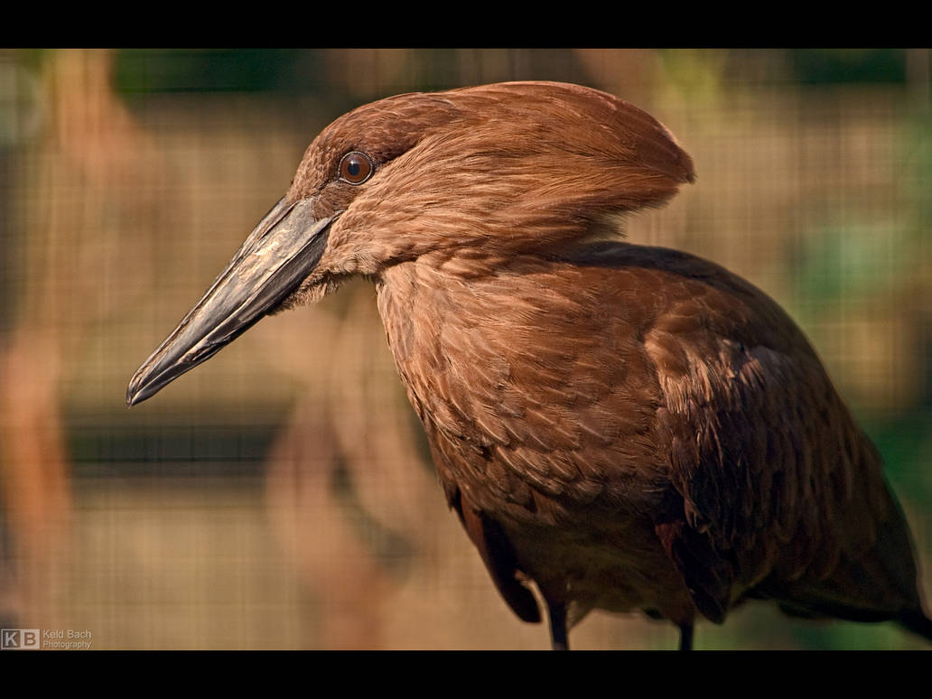 Hamerkop Profile by KeldBach