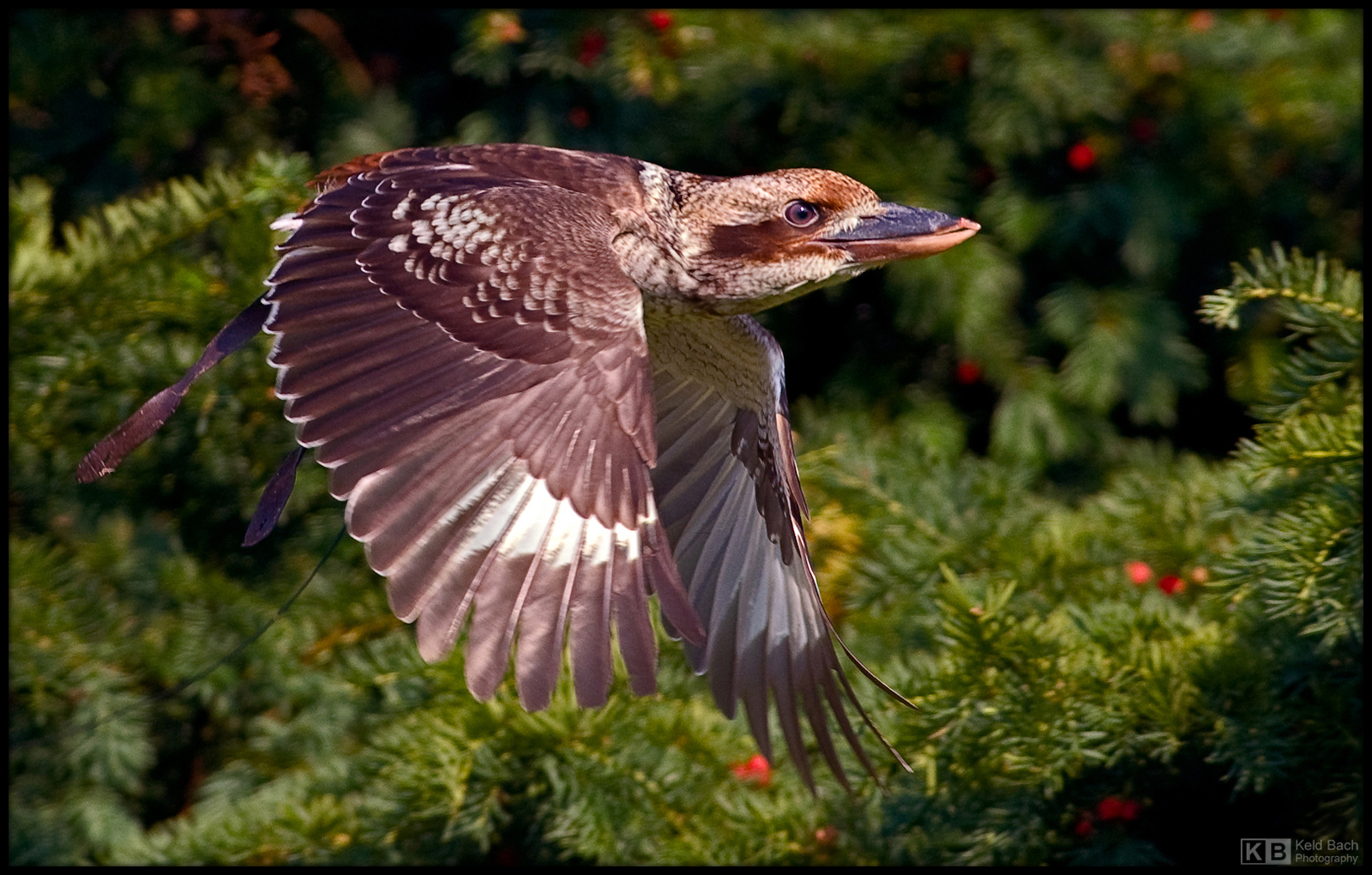 Kookaburra in Flight