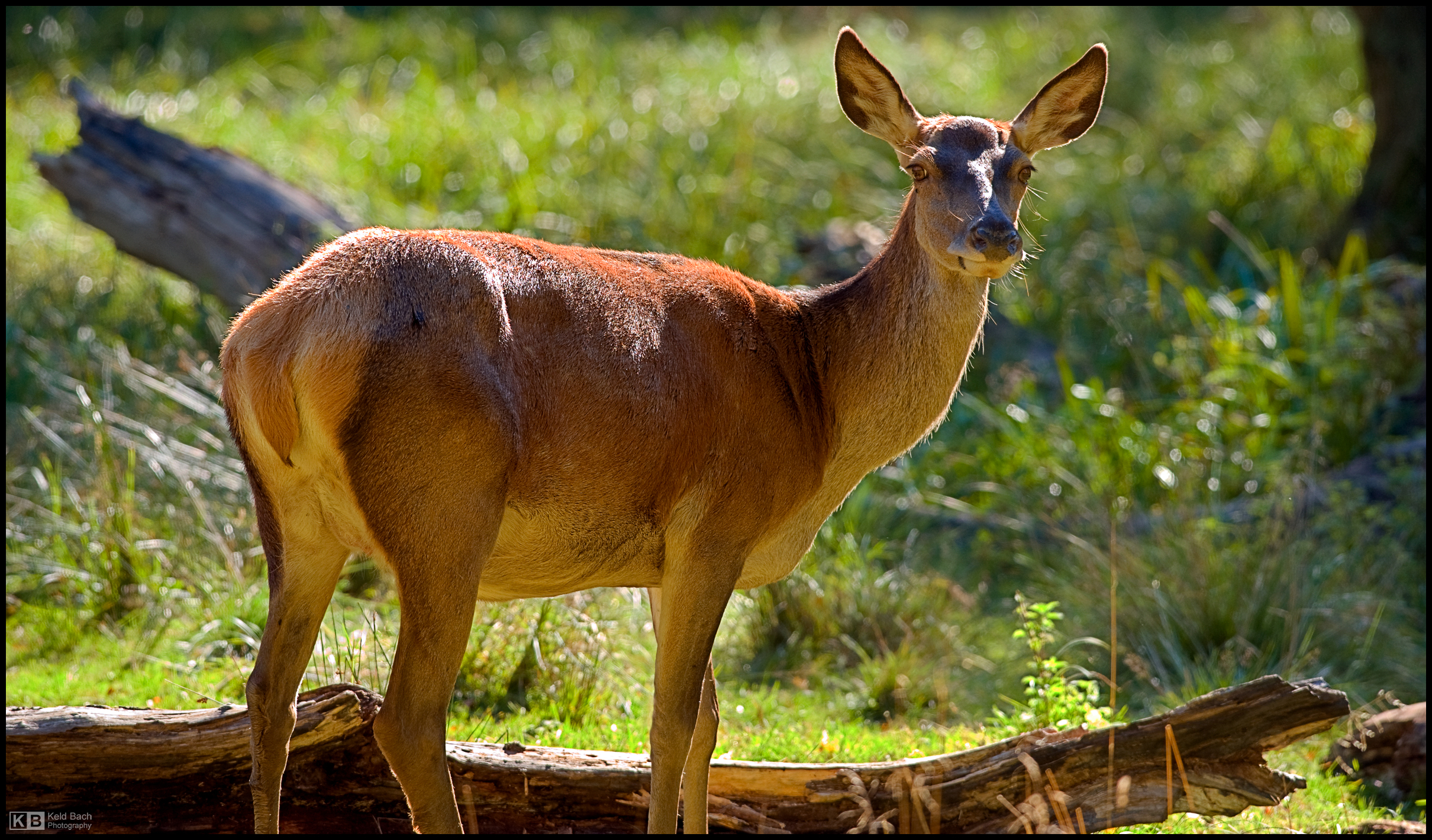 Red Deer Hind Alerted