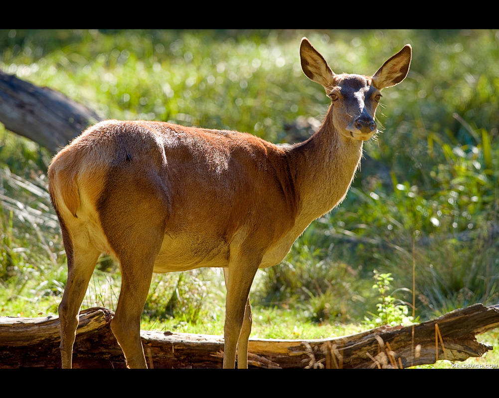 Red Deer Hind Alerted by KeldBach