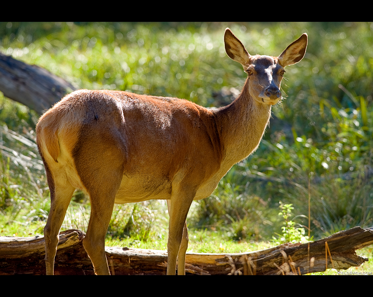 Red Deer Hind Alerted by KeldBach