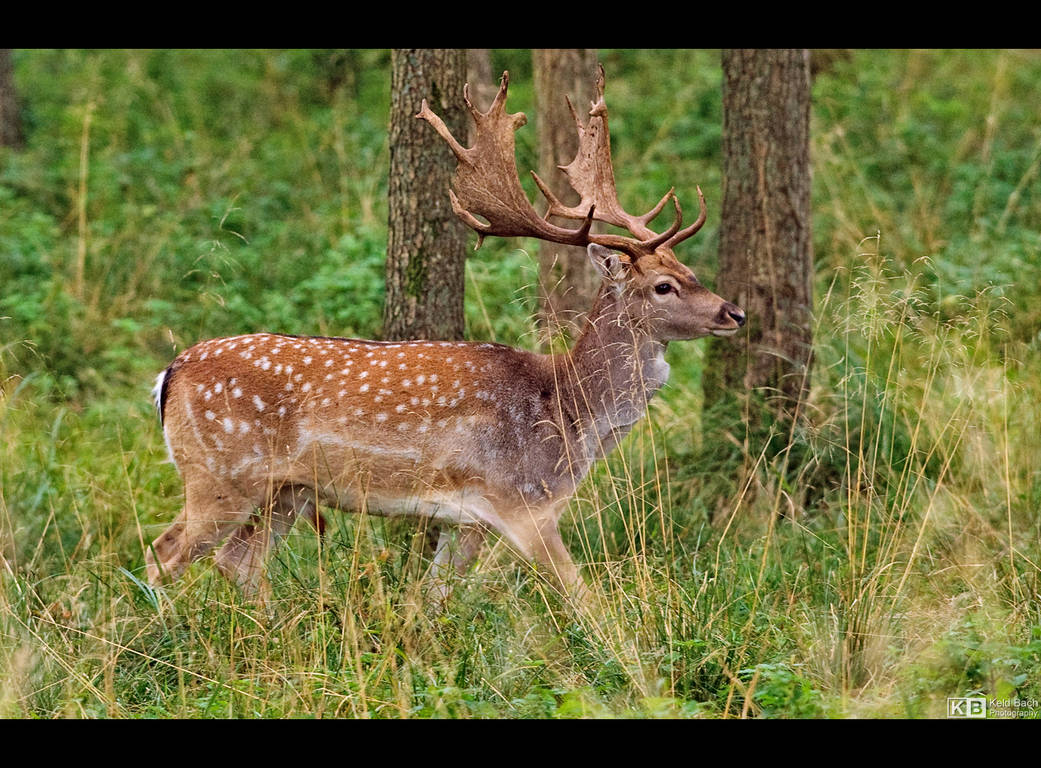 Fallow Deer by KeldBach