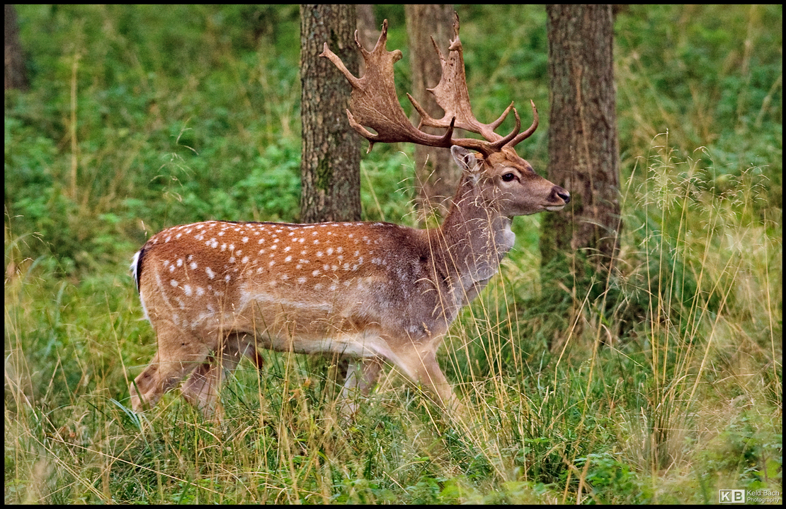 Fallow Deer