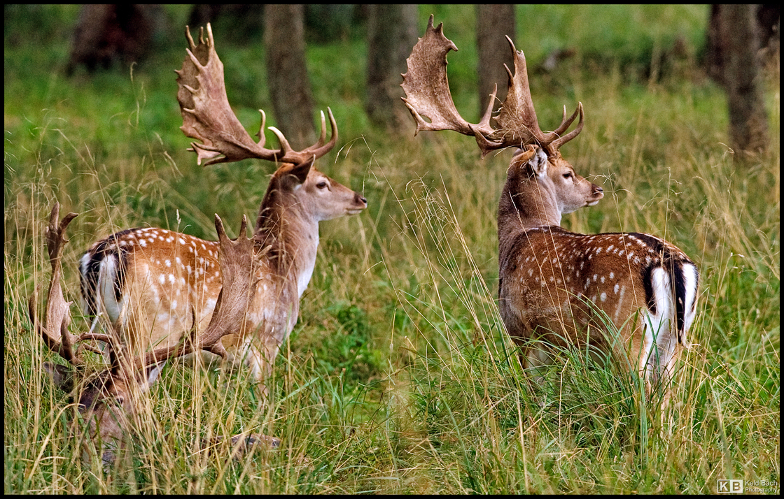 Pair of Fallow Deer