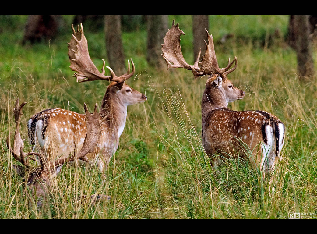Pair of Fallow Deer by KeldBach