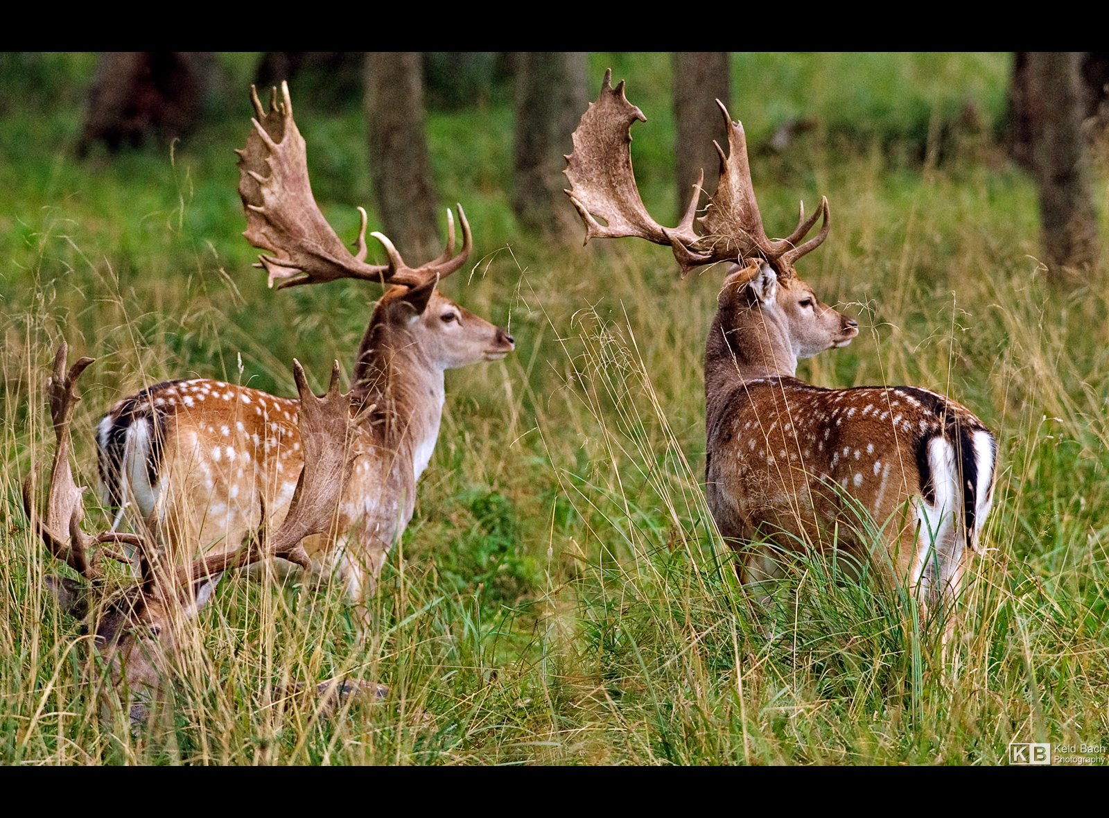 Pair of Fallow Deer by KeldBach
