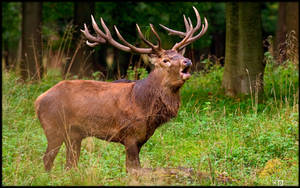 Rutting Season