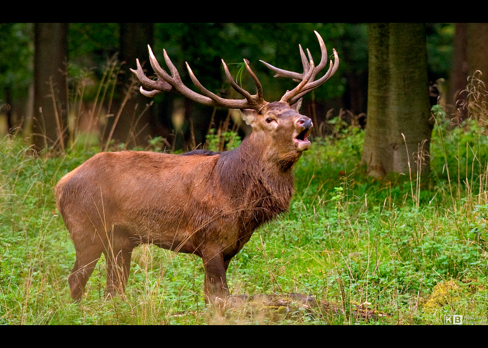 Rutting Season by KeldBach