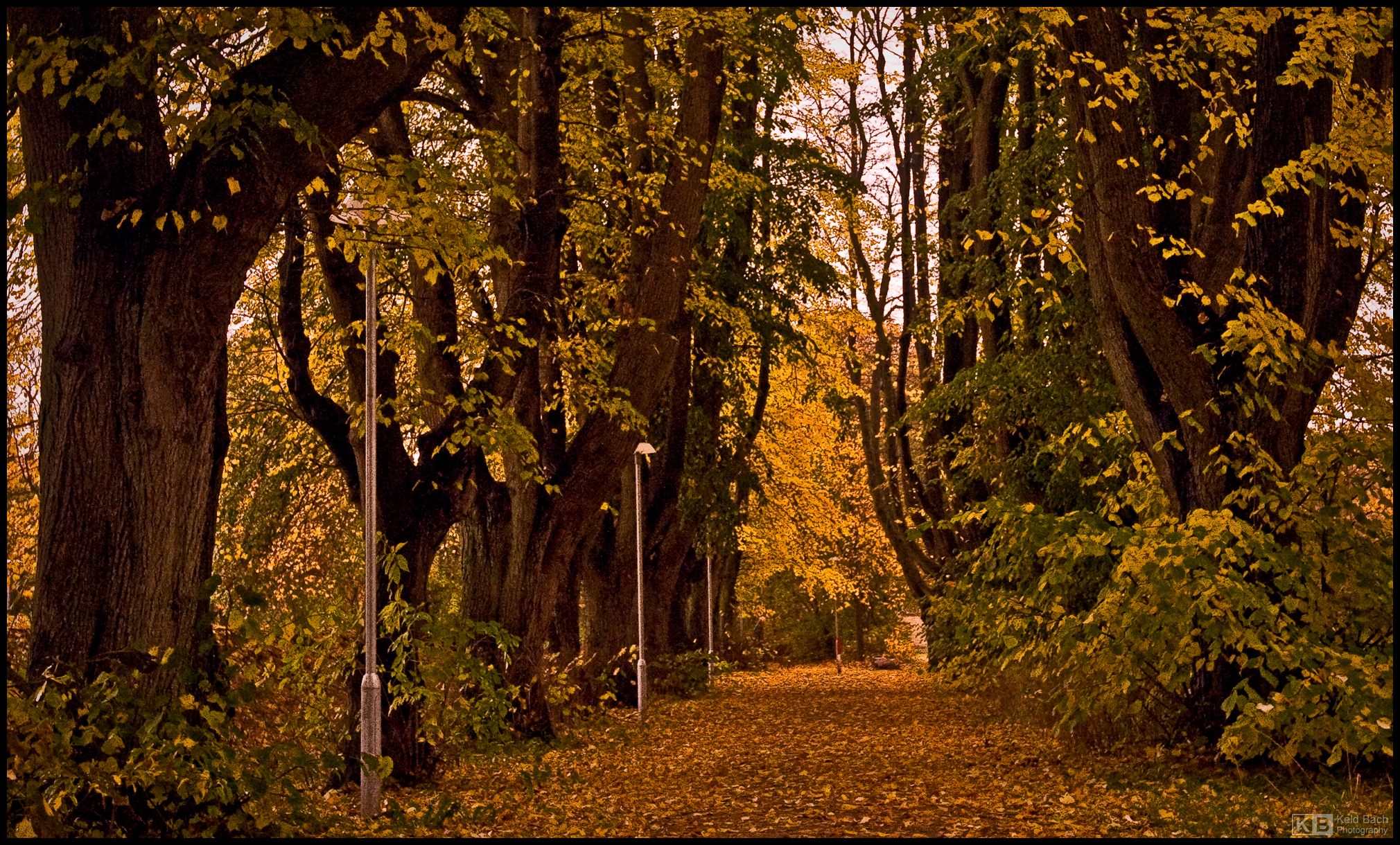 Carpet of Fallen Leaves