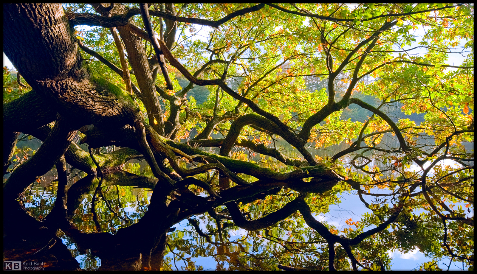 Fallen Giant in Fall