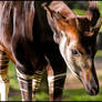 Okapi